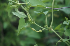 Aristolochia contorta