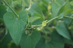 Aristolochia contorta