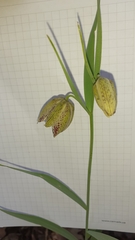 Fritillaria montana