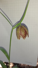 Fritillaria montana