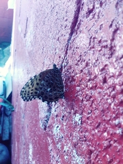 Anetia