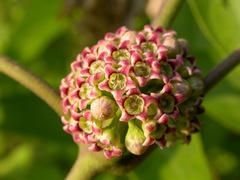 Marsdenia astephanoides