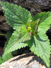 Lamium album