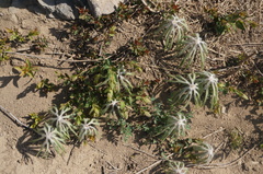 Syneilesis aconitifolia