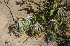 Syneilesis aconitifolia