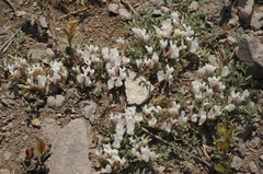Astragalus scaberrimus