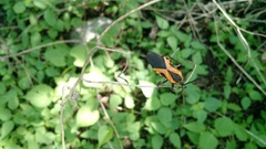 Sephina vinula