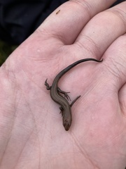 Pseudemoia cryodroma