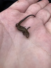 Pseudemoia cryodroma