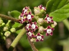 Marsdenia astephanoides