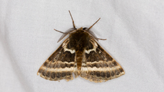 Anthela euryphrica