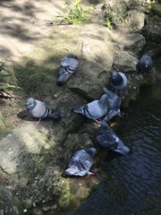 Columba livia domestica