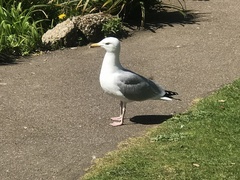 Larus argentatus