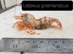 Lebbeus groenlandicus