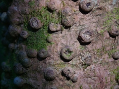 Nothofagus cunninghamii