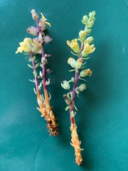 Alectra orobanchoides