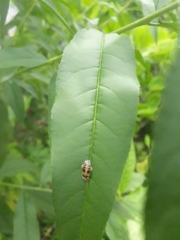 Harmonia axyridis