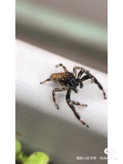 Carrhotus xanthogramma