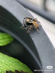Carrhotus xanthogramma
