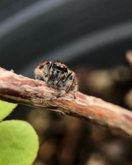Carrhotus xanthogramma
