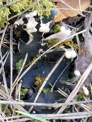 Peltigera neckeri