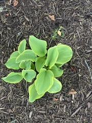 Hosta