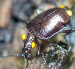 Physodera dejeani