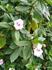 Impatiens sodenii image