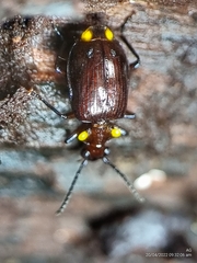 Physodera dejeani