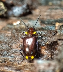 Physodera dejeani