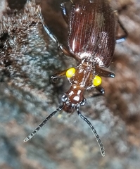 Physodera dejeani