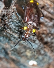 Physodera dejeani