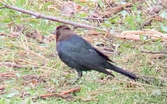 Molothrus ater