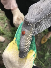 Coccinella septempunctata