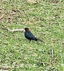 Molothrus ater
