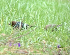 Molothrus ater