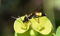Ichneumon stramentor