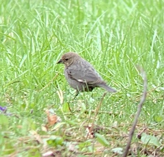 Molothrus ater