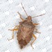Spined Soldier Bug - Photo (c) Carolyn Gritzmaker, some rights reserved (CC BY-NC), uploaded by Carolyn Gritzmaker