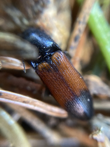belted click beetle, photo 9 of 9