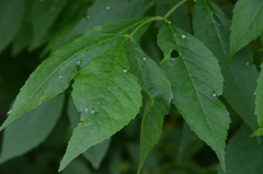 Fraxinus pennsylvanica subintegerrima