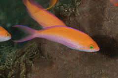 Nemanthias bicolor