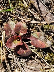 Veronica officinalis