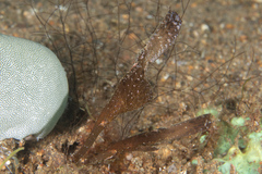 Solenostomus cyanopterus
