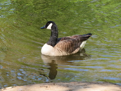 Branta canadensis