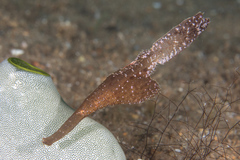 Solenostomus cyanopterus