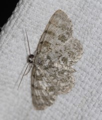 Dyscheralcis crimnodes