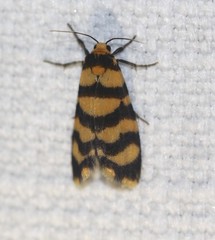 Scaptesyle equidistans