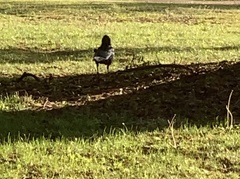 Corvus brachyrhynchos