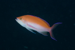 Nemanthias bicolor